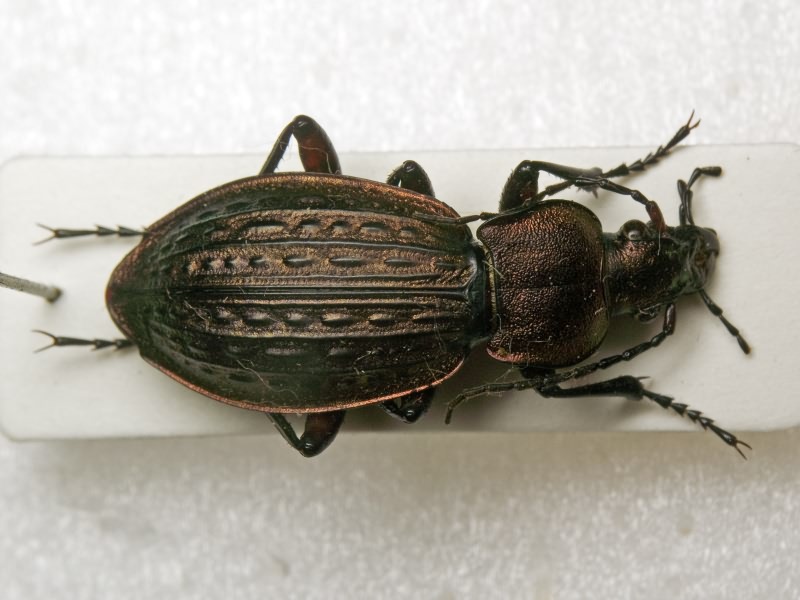 cancellatus Illiger, 1798